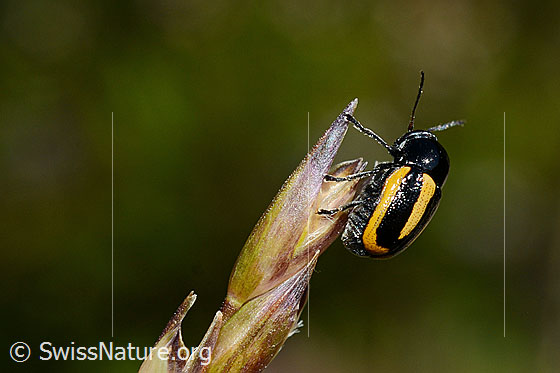 Foto: Gebänderter Fallkäfer (Cryptocephalus vittatus) an Blütenstand einer Grasart.