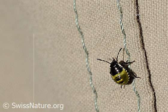 Foto: Kohlwanze (Eurydema oleracea, Alias: Eurydema oleraceum), Larve, Länge 3mm.