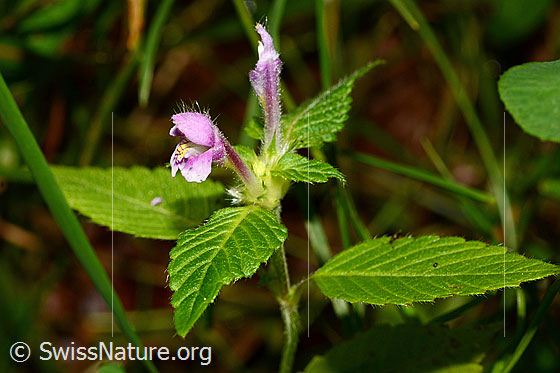 Ausgerandeter Hohlzahn (Galeopsis bifida)