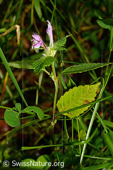 Photo: Probably Galeopsis bifida. Whole plant (Habitus).