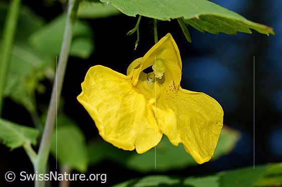Wald-Springkraut (Impatiens noli-tangere)