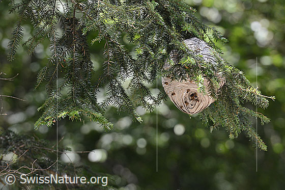Mittlere Wespe (Dolichovespula media), Wespennest