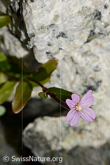 Foto: Alpen-Weidenröschen (Epilobium anagallidifolium). Ganze Pflanze. Blüte ganz geöffnet.