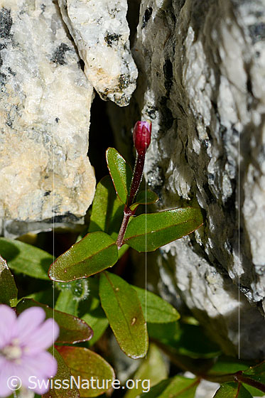 Photo: Epilobium anagallidifolium. Whole plant. Blossom not yet opened.