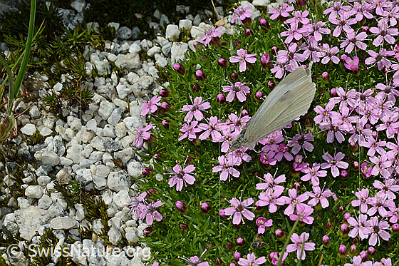 Foto: Wahrscheinlich Kleiner Kohlweissling (Pieris rapae) auf Kalk-Polsternelke (Silene acaulis). Flügel geschlossen. Ansicht von schräg oben.