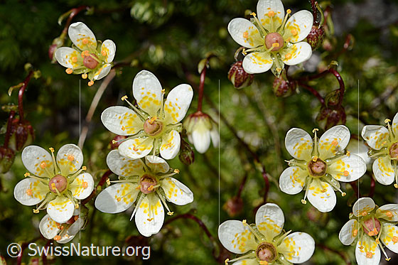 Foto: Moosartiger Steinbrech (Saxifraga bryoides). Blüten.