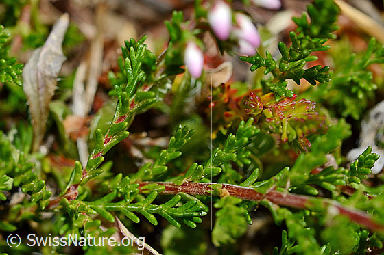 Photo: Calluna vulgaris. Leaves.
