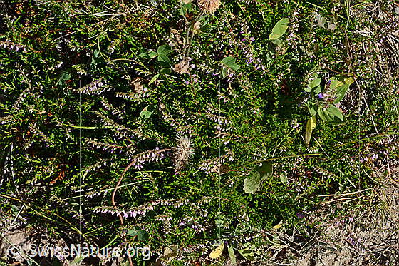 Photo: Calluna vulgaris. Whole plant (Habiti).