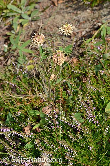 Foto: Berg-Klee (Trifolium montanum). Ganze Pflanze.