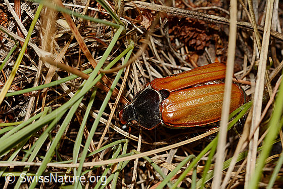 Feldmaikäfer (Melolontha melolontha)