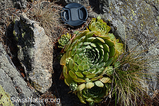Foto: Echte Hauswurz (Sempervivum tectorum), Rosetten
