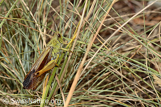 Foto: Gebirgsgrashüpfer (Stauroderus scalaris). Länge 17 - 21mm. Männchen. Ansicht von schräg hinten.