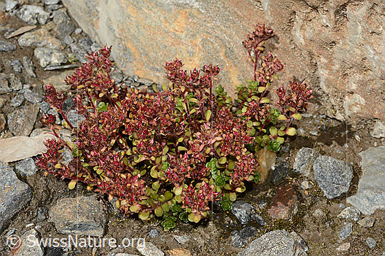 Foto: Zweiblütiger Steinbrech (Saxifraga biflora). Ganze Pflanze, Blüten fast verblüht.