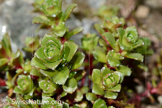 Foto: Zweiblütiger Steinbrech (Saxifraga biflora). Blätter.