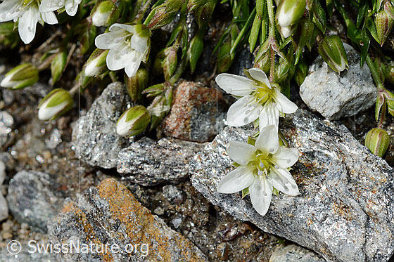 Foto: Wahrscheinlich Frühlings-Miere (Minuartia verna). Blüten.