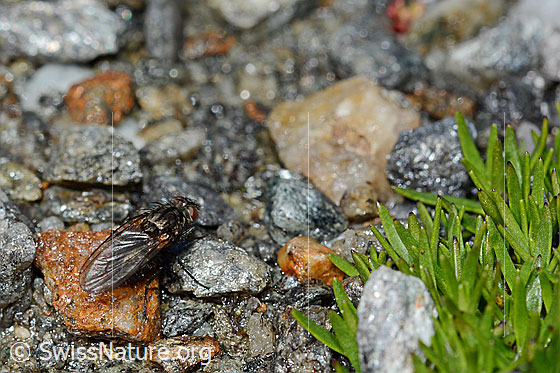 Photo: Probably Zaphne wierzejskii on the road next to Silene acaulis. Body length 7 - 8.5mm.