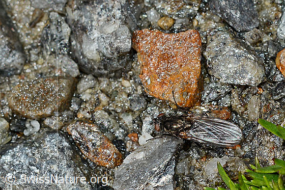 Photo: Probably Zaphne wierzejskii on gravel soil. Body length 7 - 8,5mm.
