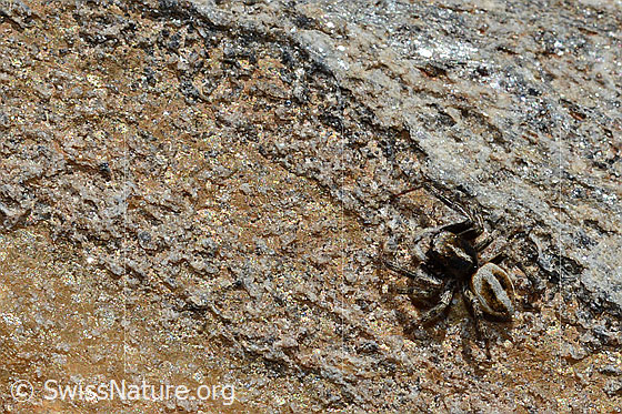 Photo: Probably Attulus longipes (Jumping spider) on rock. Male. View from above.