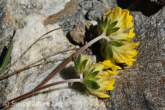 Photo: Anthyllis vulneraria ssp. Alpestris. Stem and blossom.