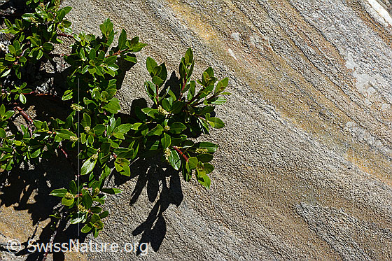 Photo: Probably Salix foetida. Twigs and leaves.