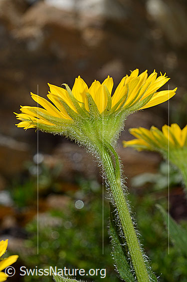 Foto: Grossköpfige Gämswurz (Doronicum grandiflorum). Blüte und Stängel von der Seite.