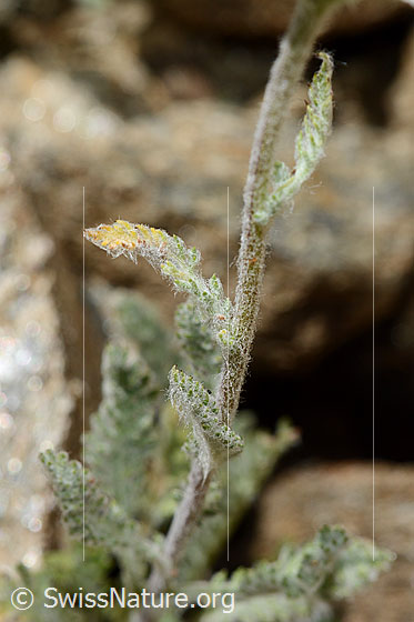 Photo: Achillea nana. Stem.