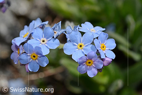 Foto: Alpen-Vergissmeinnicht (Myosotis alpestris). Blüten.