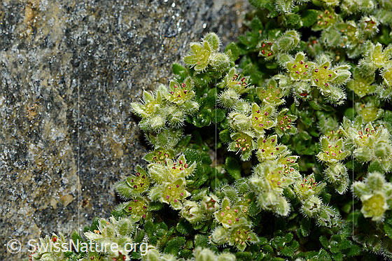 Foto: Wahrscheinlich Alpen-Bruchkraut (Herniaria alpina)