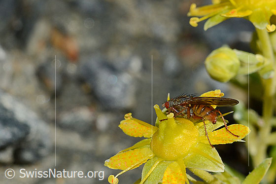 Photo: Mycophaga testacea on Saxifraga aizoides. Length 8 - 9 mm. Female. View from the side.