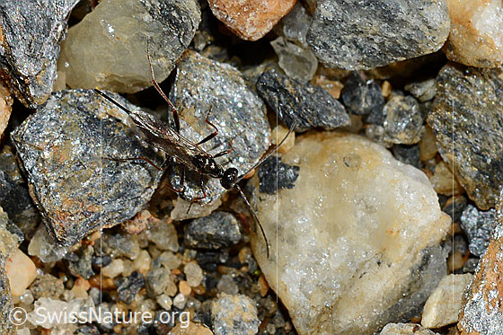Foto: Schwarze Schlupfwespe (Pimpla rufipes), auch Pimpla instigator. Körperlänge: ca. 10-15 mm.