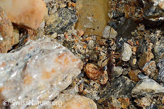 Foto: Schwarze Schlupfwespe (Pimpla rufipes), auch Pimpla instigator. Körperlänge: ca. 10-15 mm.
