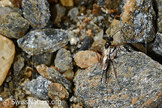 Foto: Schwarze Schlupfwespe (Pimpla rufipes), auch (Pimpla instigator). Körperlänge: ca. 10-15 mm.
