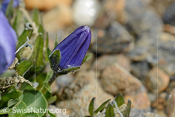 Foto: Mont Cenis-Glockenblume (Campanula cenisia). Blüte geschlossen.