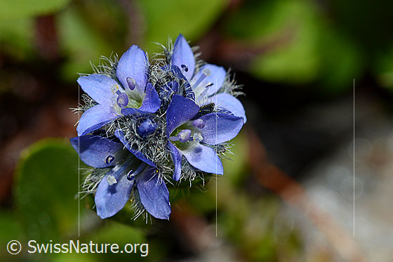 Foto: Alpen-Ehrenpreis (Veronica alpina). Blüten.