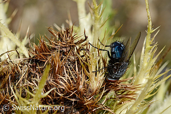 Foto: Calliphora vicina (Schmeissfliege). Männchen. Länge 6 - 13 mm. Ansicht von der Seite.