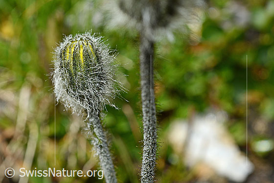 Foto: Grauzottiges Habichtskraut (Hieracium piliferum). Blüte kurz vor dem Öffnen.