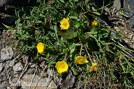 Photo: Geum montanum. Whole plant (habiti).