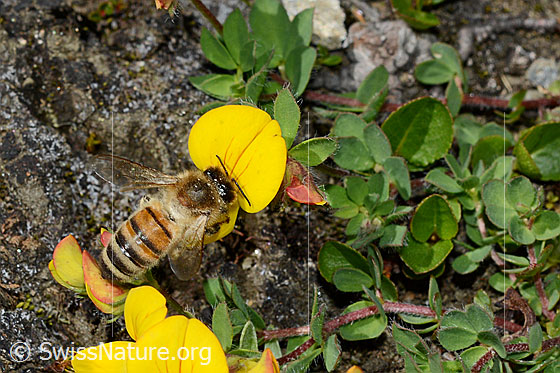 Foto: Italienische Biene (Apis mellifera ligustica) an Alpen-Hornklee (Lotus alpinus). Alias: Italiener-Biene. Länge 11-13mm.