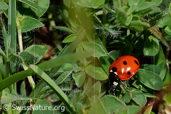 Foto: Siebenpunkt-Marienkäfer (Coccinella septempunctata). Länge 5.2 - 8mm.