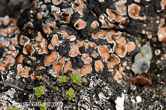 Foto: Wahrscheinlich Rotschuppe (Psora decipiens).