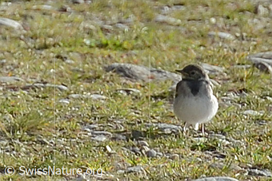 Foto: Junge Bachstelze (Motacilla alba). Ansicht von vorne.