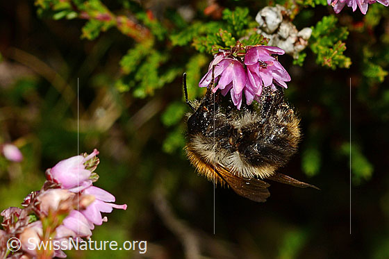 Photo: Bombus pascuorum an Besenheide (Calluna vulgaris). Length 9 - 15mm. View from the side.