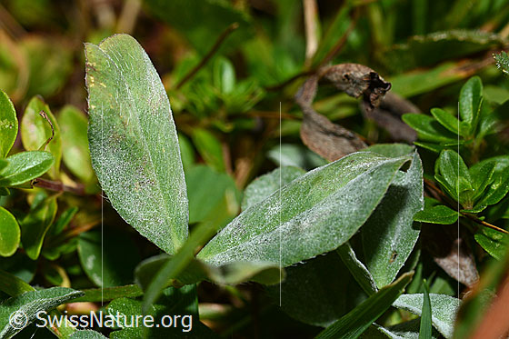 Photo: Probably Trifolium pratense. Leaves.