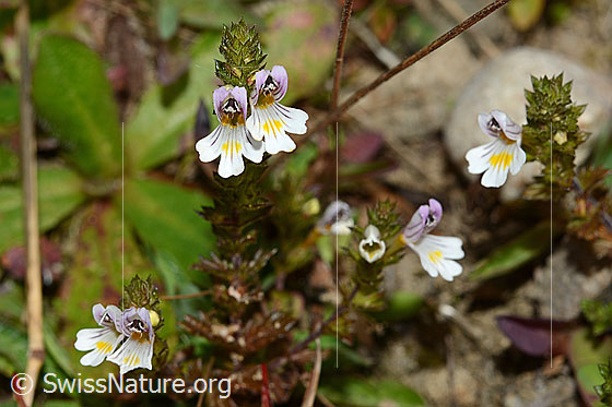 Foto: Gebräuchlicher Augentrost (Euphrasia rostkoviana). Ganze Pflanze (Habitus).
