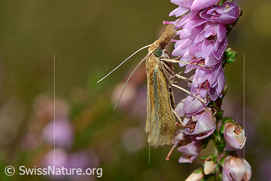Foto: Wahrscheinlich Agriphila tristella an Besenheide (Calluna vulgaris). Ansicht von der Seite.