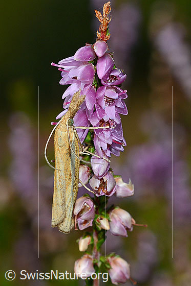 Photo: Probably Agriphila tristella on Calluna vulgaris. View from the side above.