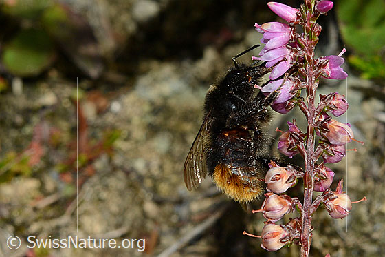 Foto: Steinhummel (Bombus lapidarius) an Besenheide (Calluna vulgaris). Länge 14 - 16mm. Ansicht von der Seite.