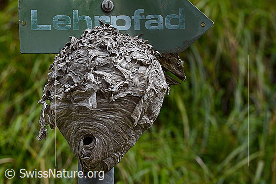 Foto: Wahrscheinlich Wespennest der Mittlere Wespe (Dolichovespula media). Wird auch Kleine Hornisse genannt.