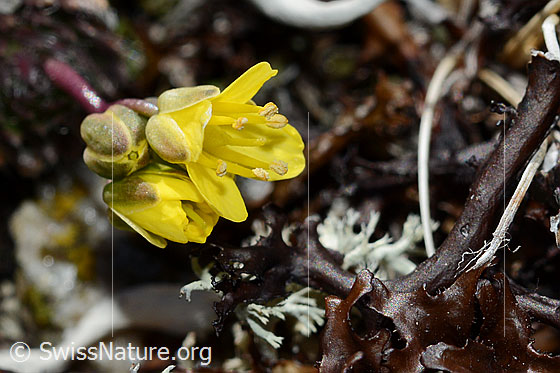 Foto: Hoppes Felsenblümchen (Draba hoppeana). Blüten.
