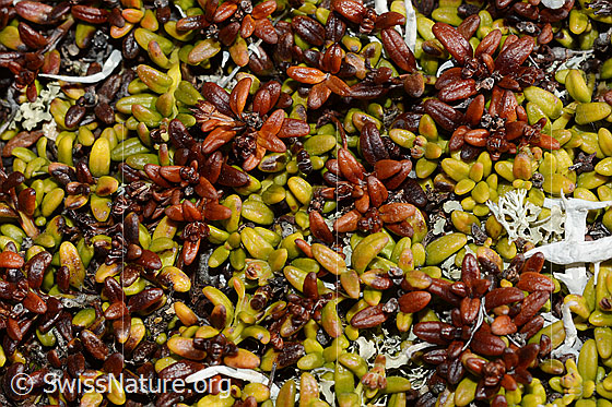 Foto: Alpenazalee (Loiseleuria procumbens). Blätter.